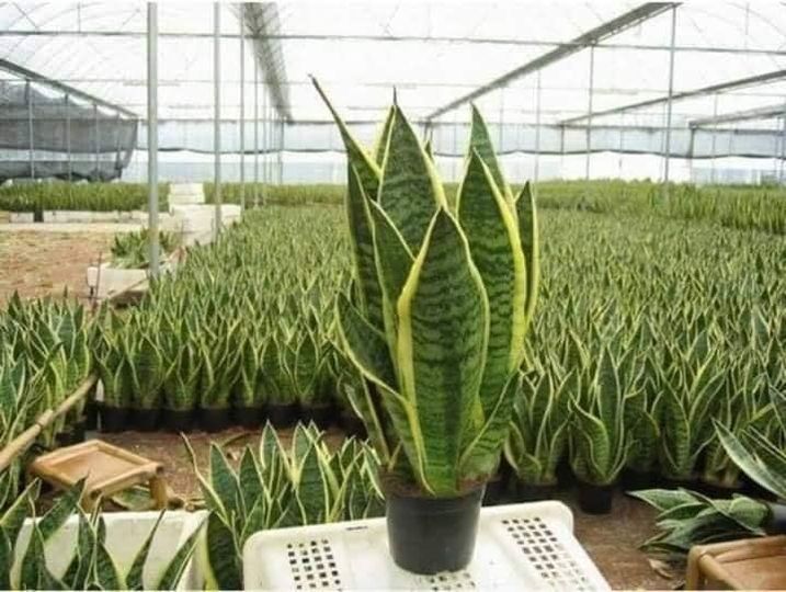 Sansevieria O Lengua De Suegra Natural – Planta De 55 Cm En Maceta De 12 Cm, Purificadora De Aire, Perfecta Para Interior, Oficina O Regalo